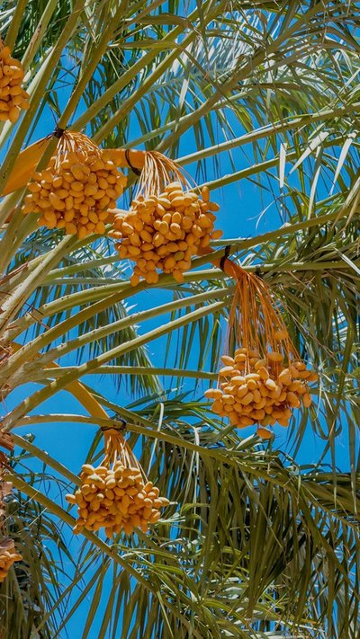 dadelpalm blauwe lucht