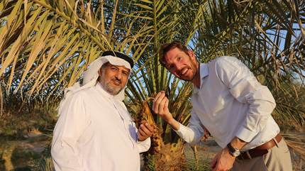 dadelpalmen in saudi