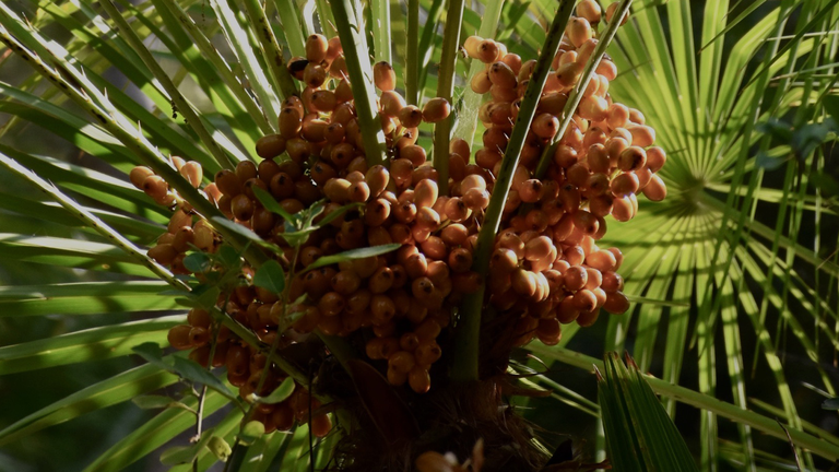 dadelpalm detail verse dadels