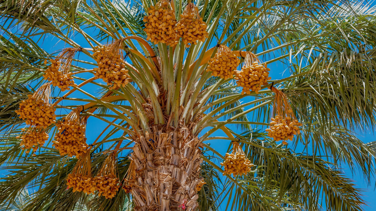 dadelpalm blauwe lucht