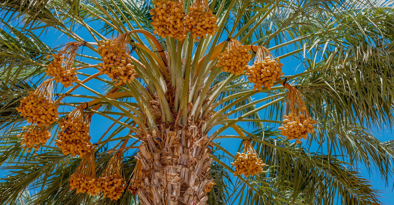 Dadelpalm met dadels