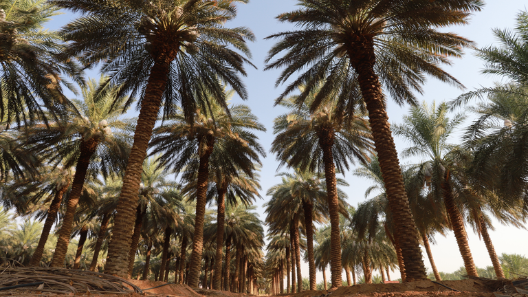 palmen in saoedie