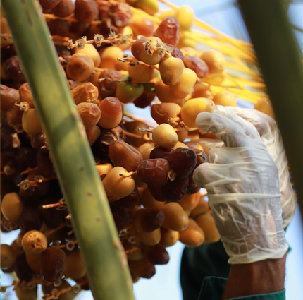 het plukken van verse dadels uit de palm
